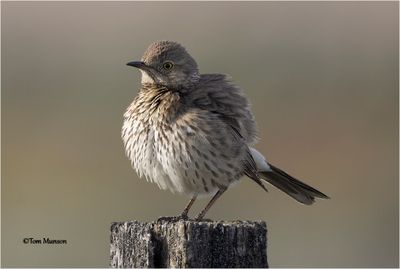 Sage Thrasher
