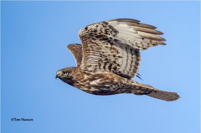 Red-tailed Hawk