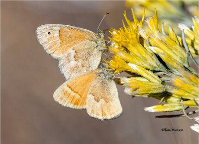 Ochre Ringlet