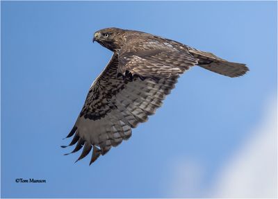 Red-tailed Hawk
