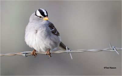 White-crowned Sparrow