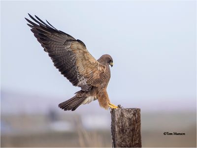 Swainson's Hawk