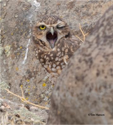 Burrowing Owl