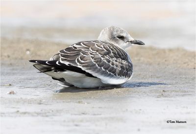 Sabine's Gull - not a common bird for our area