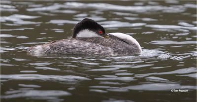 Western Grebe