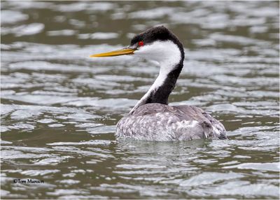 Western Grebe
