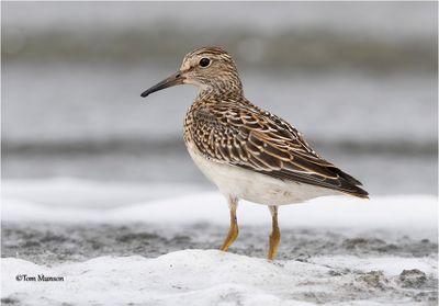 Pectoral Sandpiper