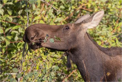 Moose
