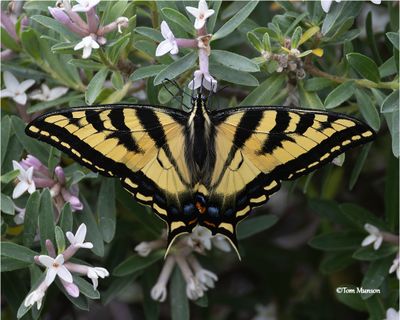 Western Tiger Swallowtail