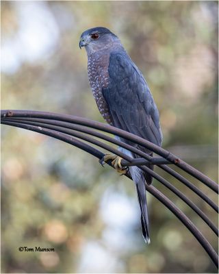 Cooper's Hawk -adult