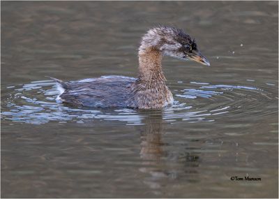 Pied-billed Grebe - Juvenile