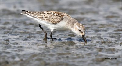 Western Sandpiper