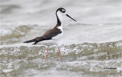 Black-necked Stilt