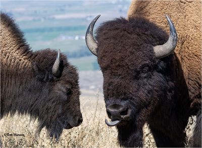 American Bison