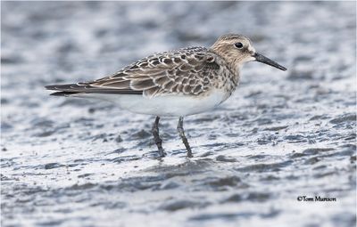 Baird's Sandpiper