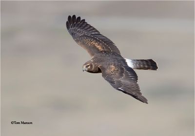 Northern Harrier