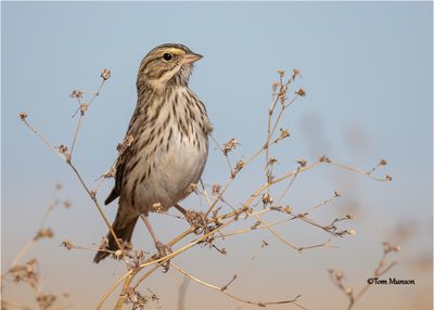 Savannah Sparrow