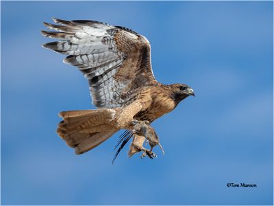 Red-tailed Hawk