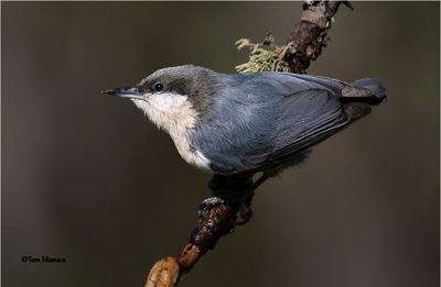 Pygmy Nuthatch