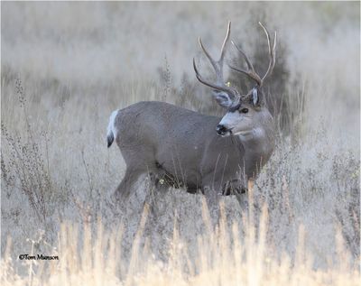 Mule Deer
