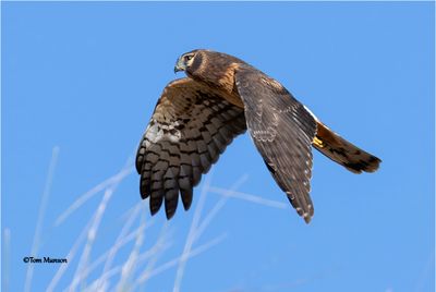 Northern Harrier