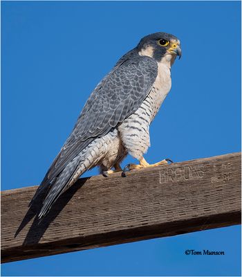 Peregrine Falcon