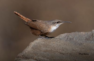 Canyon Wren