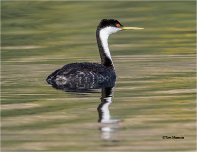 Western Grebe