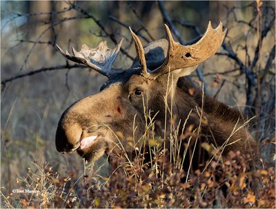 Moose -Taken at Turnbull NWR. That sure looks like a bullet hole in the antler.