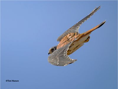 American Kestrel