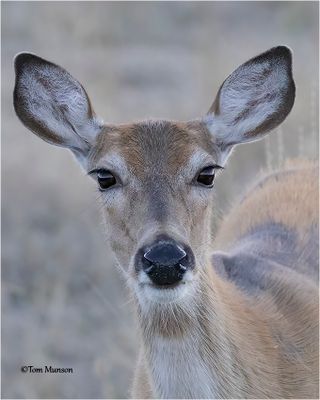 White-tailed Deer