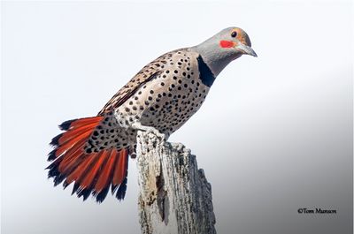 Northern Flicker