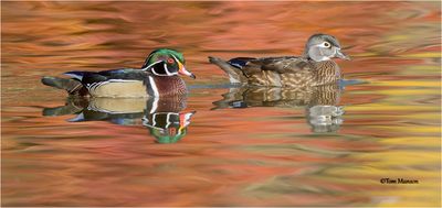 Wood Ducks