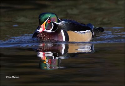 Wood Duck