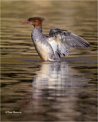 Common Merganser