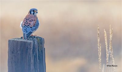 American Kestrel-taken on a foggy morning