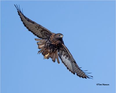 Red-tailed Hawk