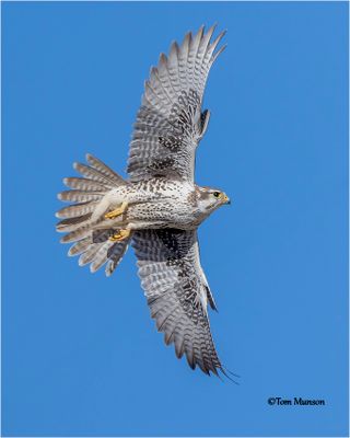Prairie Falcon