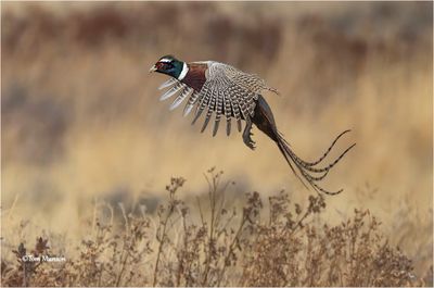 Ring-necked Pheasant