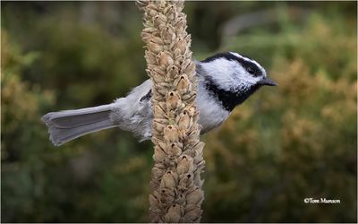Mountain Chickadee