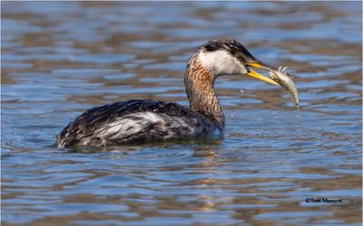 Red-necked Grebe with Sculpin