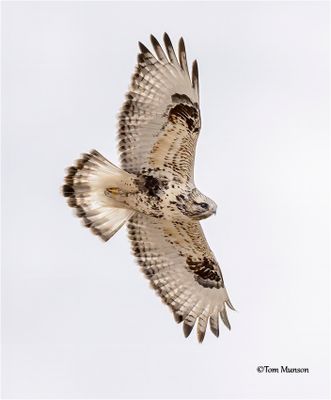 Rough-legged Hawk