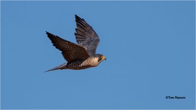 Peregrine Falcon