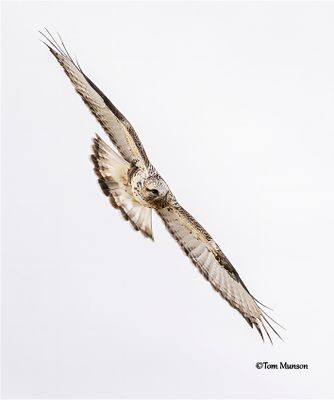 Rough-legged Hawk
