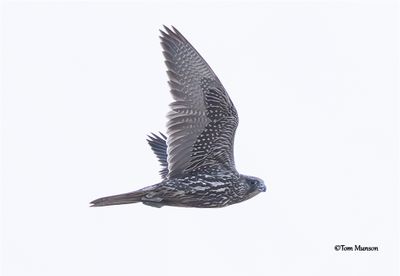 Gyrfalcon