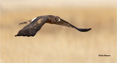 Northern Harrier