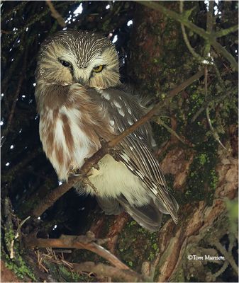 Northern-Saw-whet Owl