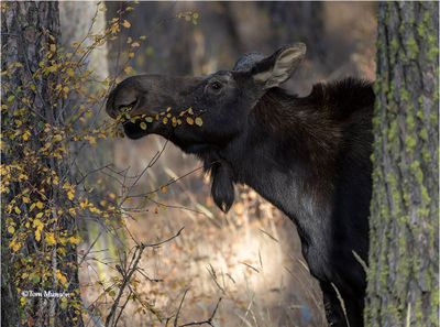 Moose