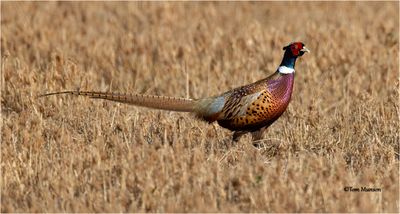 Ring-necked Pheasant