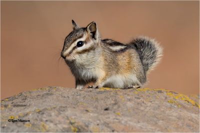 Chipmunk
